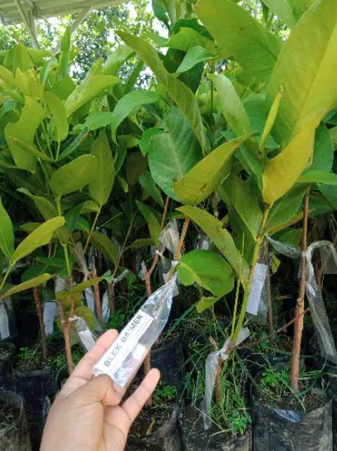 Jambu Air Black Diamond Super Manis Diskon Terbatas Cepat berbuah