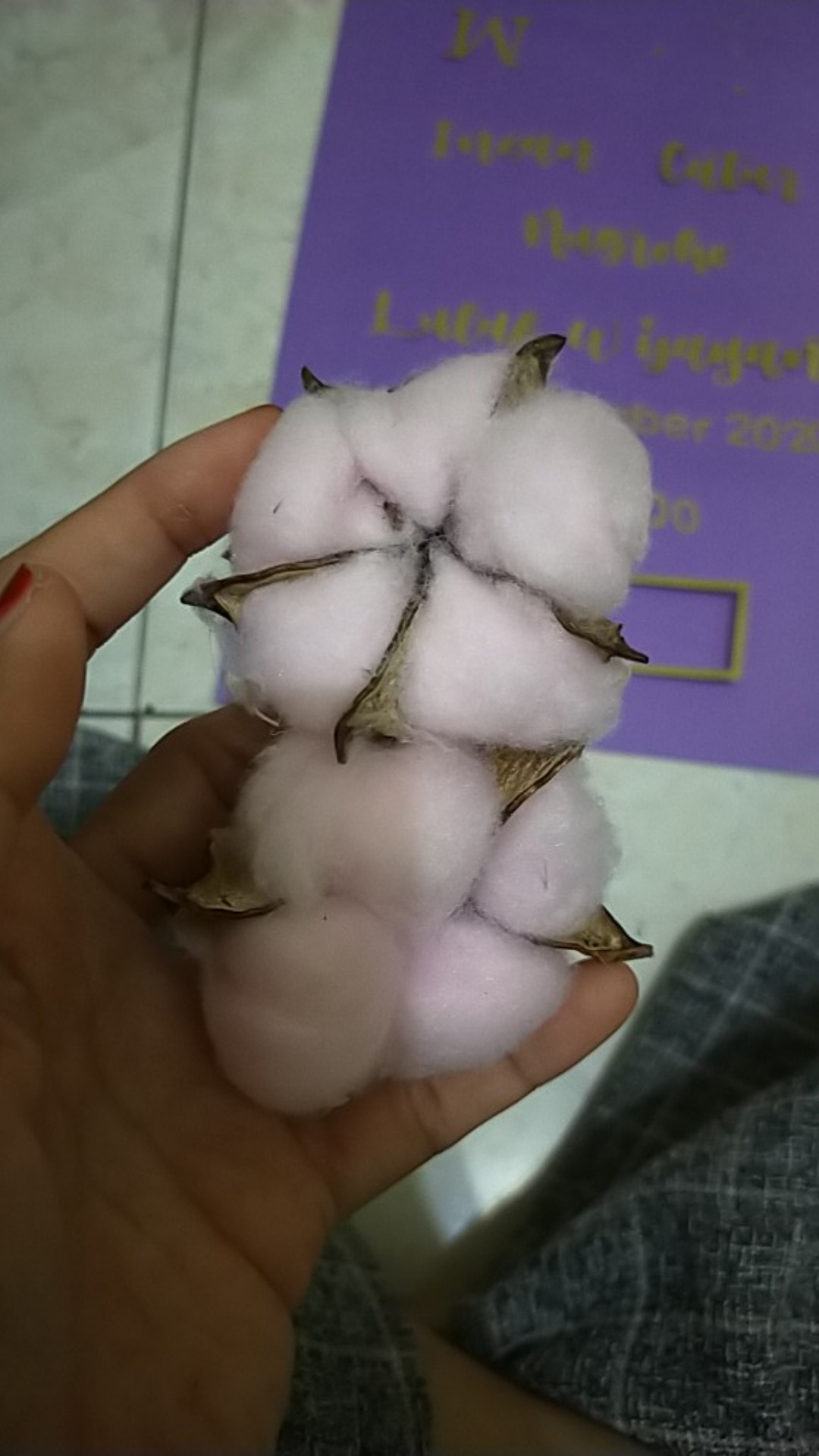 Dried Cotton Bunga Kapuk Bunga Kapas Kering