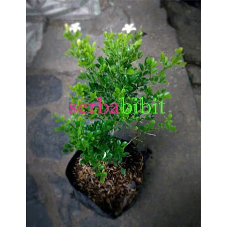 Kemuning Mikro