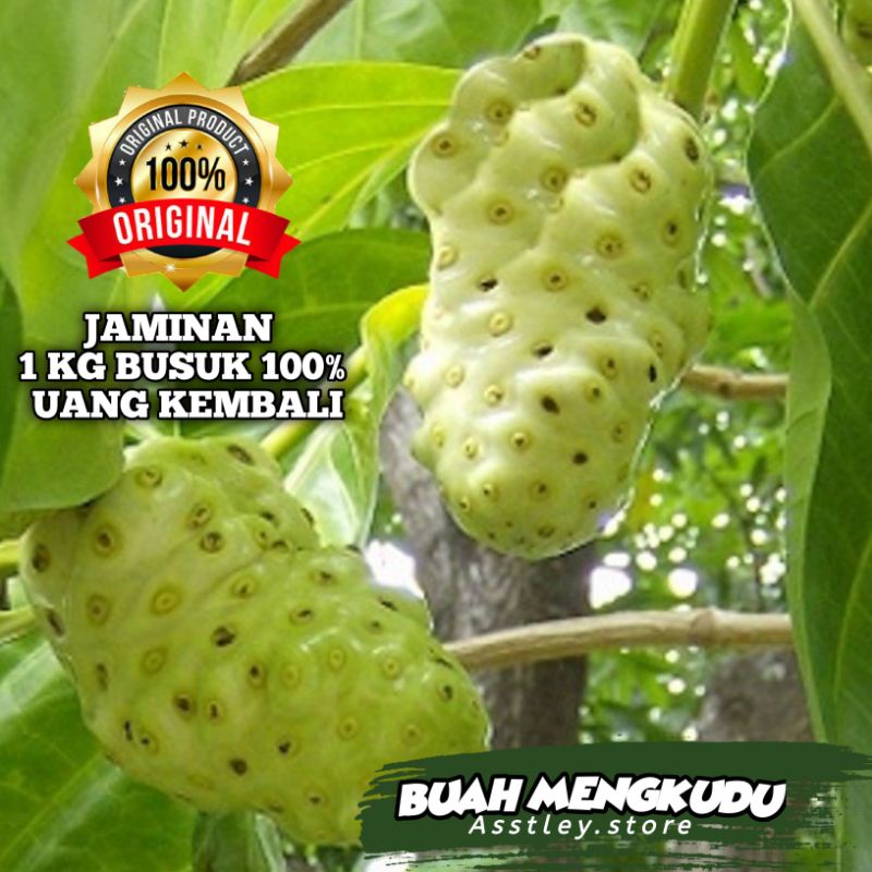 

Buah Mengkudu / Pace Segar 1KG Harga Grosir