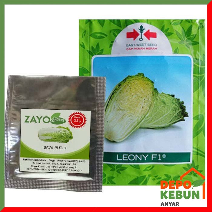 BENIH SAWI PUTIH / BIBIT SAWI PUTIH AUTUMN SUN