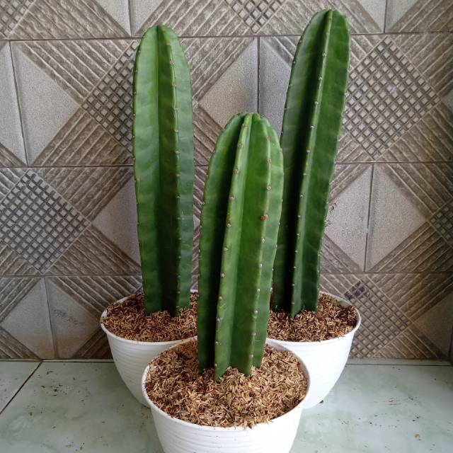 Paket kaktus koboi 1 batang - kaktus koboi - kaktus koboy