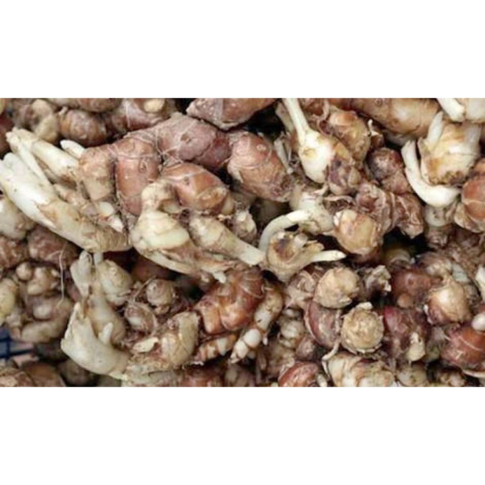 

Kencur Empon Empon Kencur 250 gr