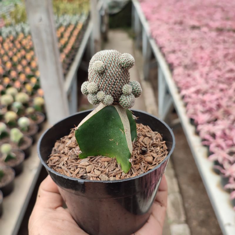 Grafting Rebutia | D 10cm | Kaktus