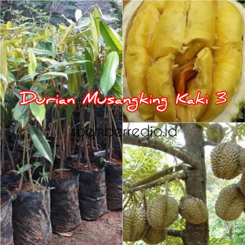 Bibit Durian Musangking Kaki 3 Okulasi