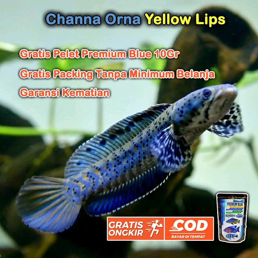 [ Free Pelet ] Chana Orna YL Murah Gratis Ongkir Gratis Packing - Garansi Channa Orna Yellow Lips Se