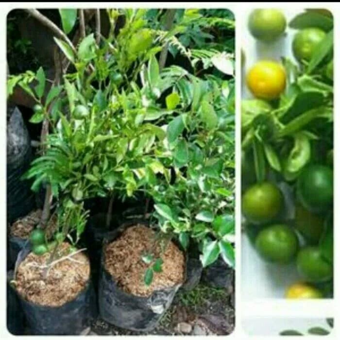 Bibit Jeruk Kunci