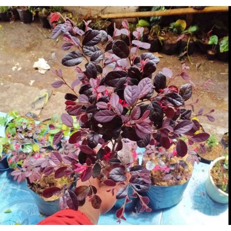 TANAMAN HIAS SERUT MERAH BAHAN BONSAI HIDUP