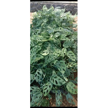 janda bolong daun 10