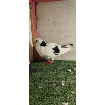 MERPATI/burung dara plontang