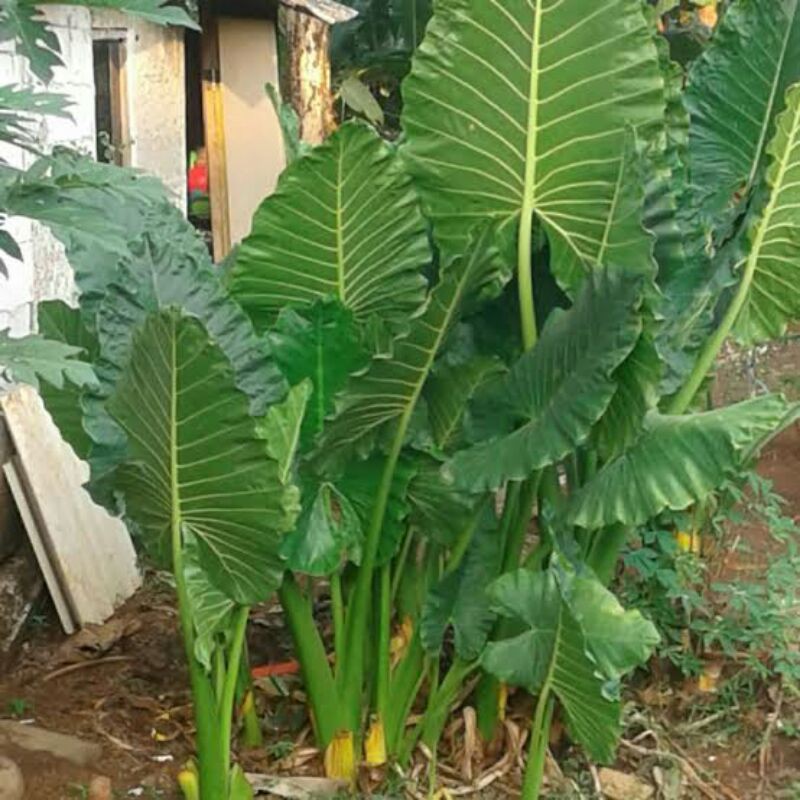 SENTE HIJAU/SENTE HITAM/SENTE DEWASA/SENTE SEHAT BAGUS/LOVE SHOP MILLENIAL