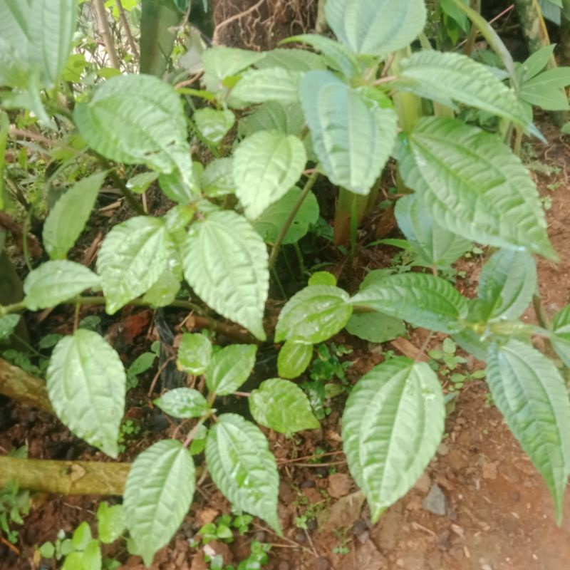 

bibit pohpohan udah bertunas