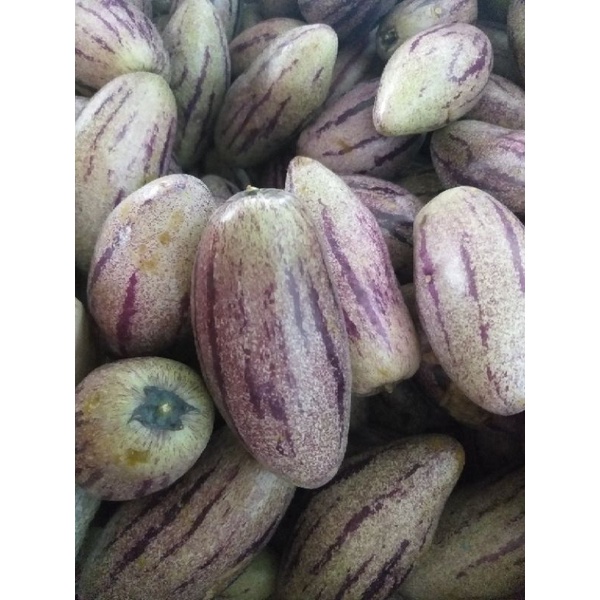 

Buah Pepino