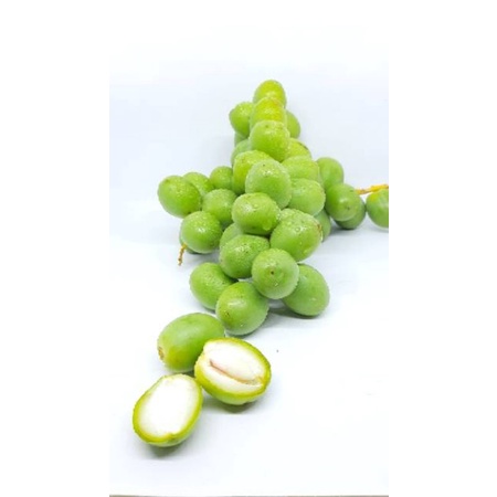 

kurmamuda hijau dan kuning promil jenis BARHIE 1kg promil 100% asli free zuriat dan tespek