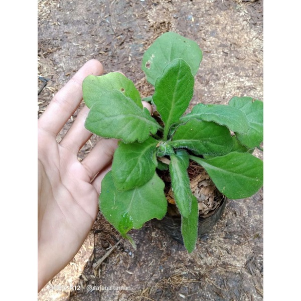 tanaman herbal daun dewa/tanaman daun dewa