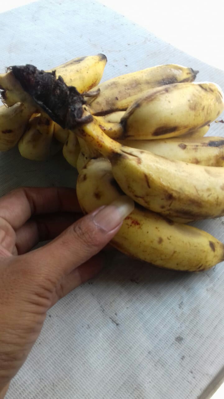 Kirin Saucepan 18cm Panci Susu + Tutup Kaca Sasando Series Hijau