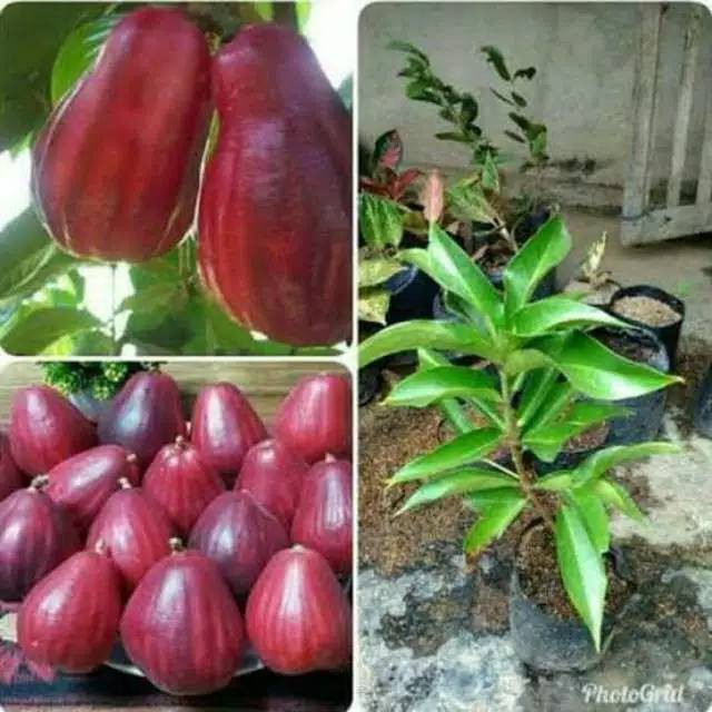 Bibit Jambu Jamaika / Jambu Bol Jumbo/ Tanaman Jambu Jamaika Okulasi