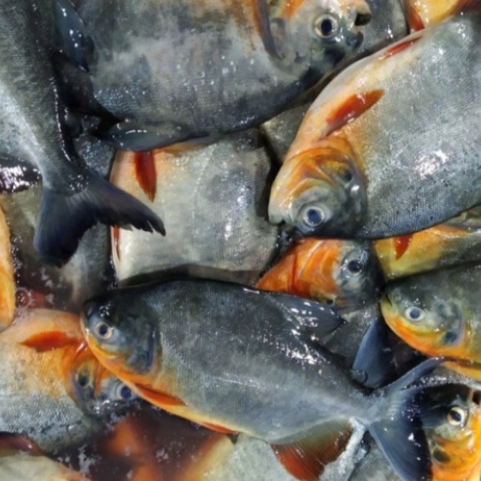 

Ikan Bawal Tawar Segar Fresh 500 Gr