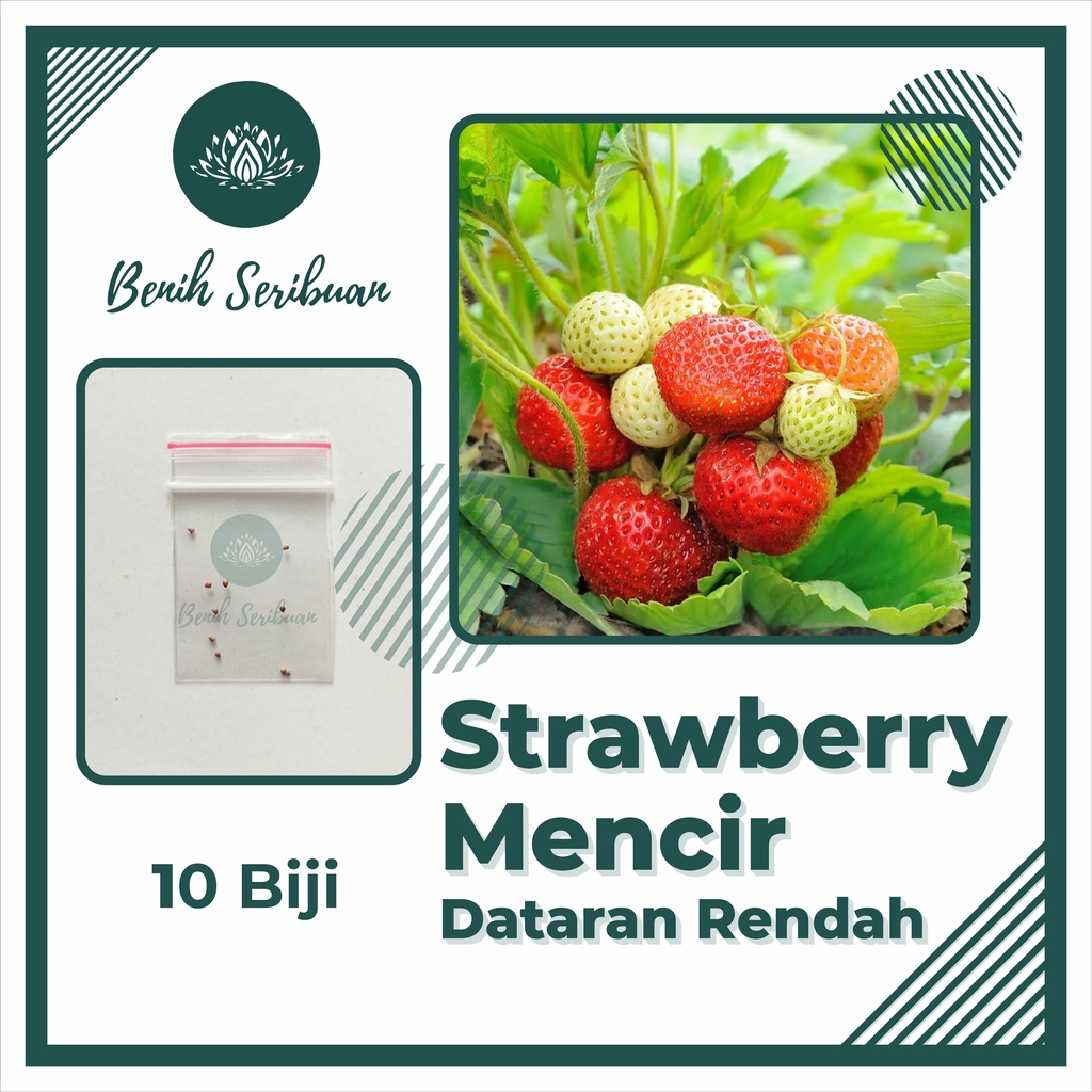 10 Benih Bibit Strawberry Mencir Dataran Rendah Tanaman Buah Stroberi Jumbo Manis Super Premium