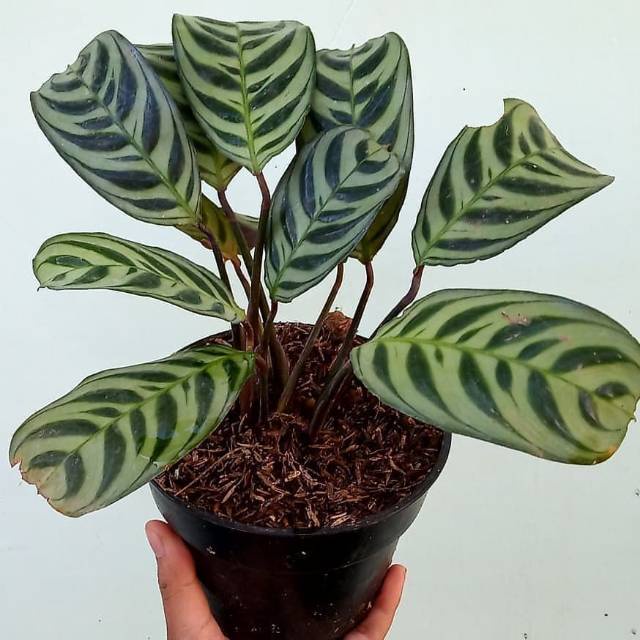 Tanaman Hias Calathea Sepat Calathea Burble Maxii Akar Sehat Siap Tanam Murah Meriah Berkualitas