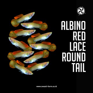 Ikan Guppy Albino Red Lace Round Tail Swasti | Shopee ...