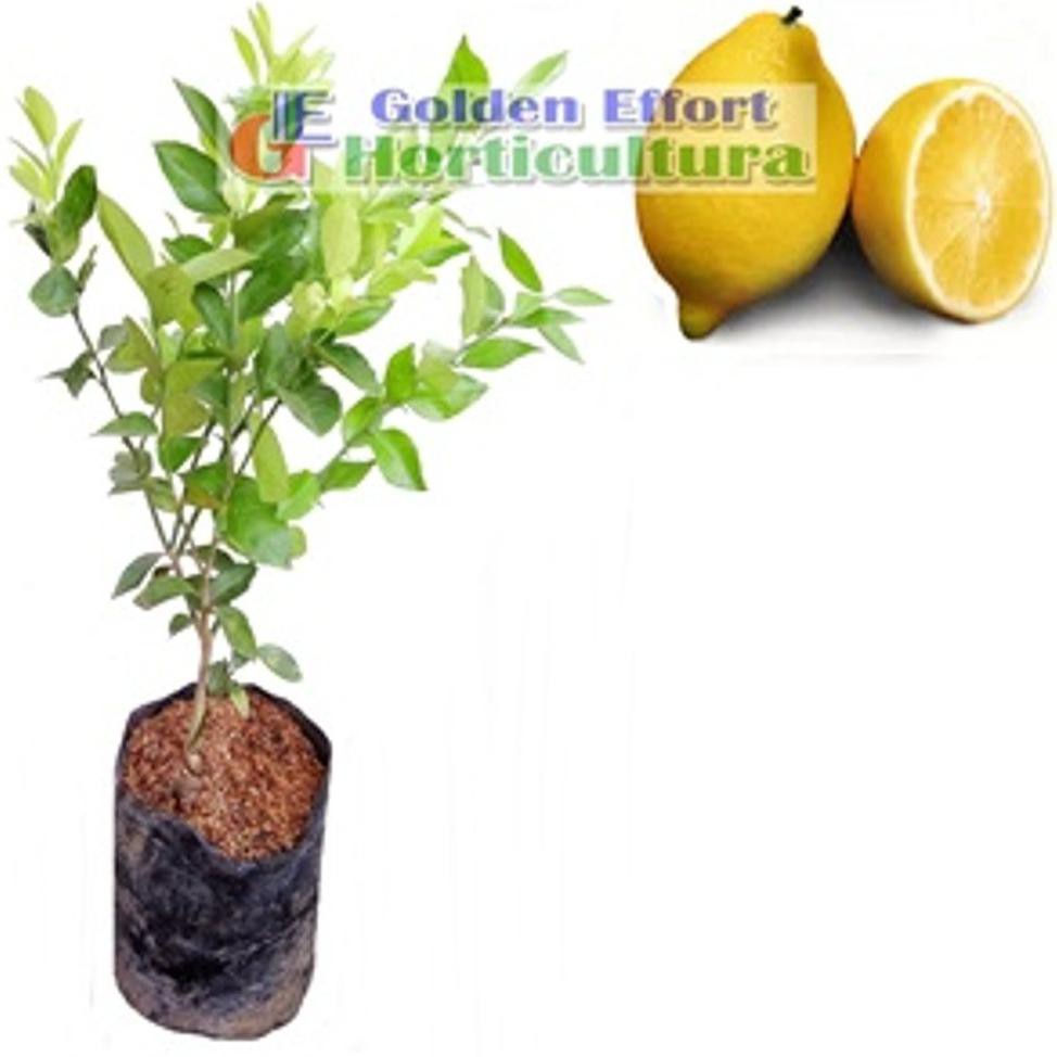 

Asli! Jeruk Lemon Import Florida - Siap Buah Dan Berbunga *_*