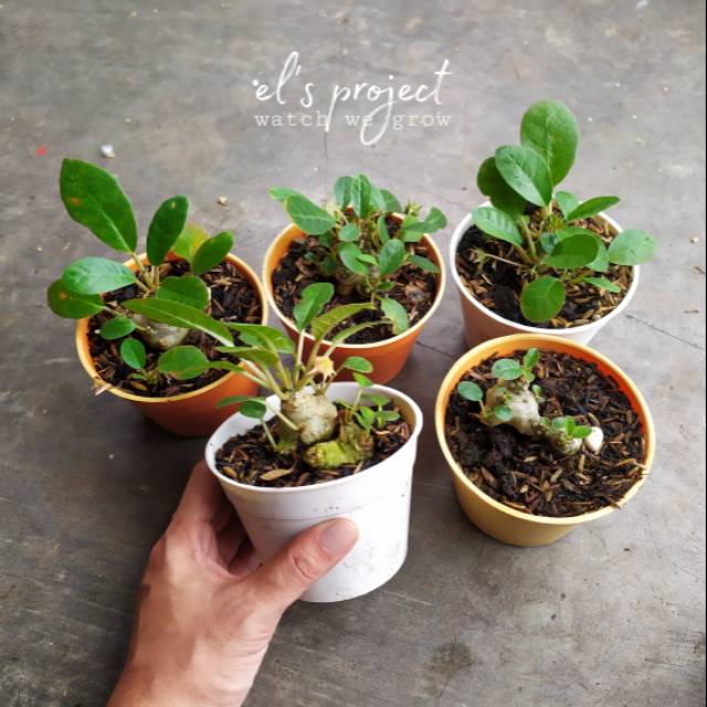 tanaman hias eksotik exotic caudex dorstenia foetida hybrid