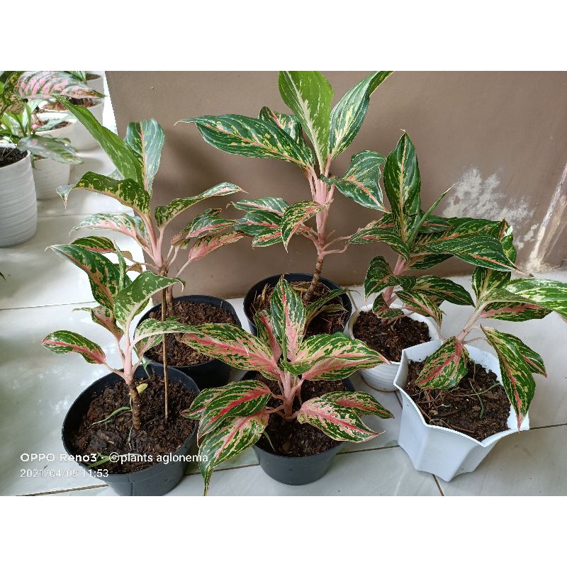 Aglaonema butterfly