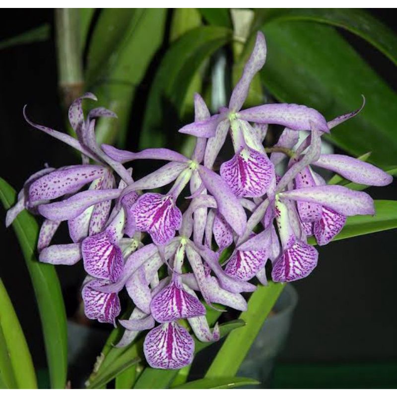 Cattleya Brassavola Maikai Mayumi (knop)