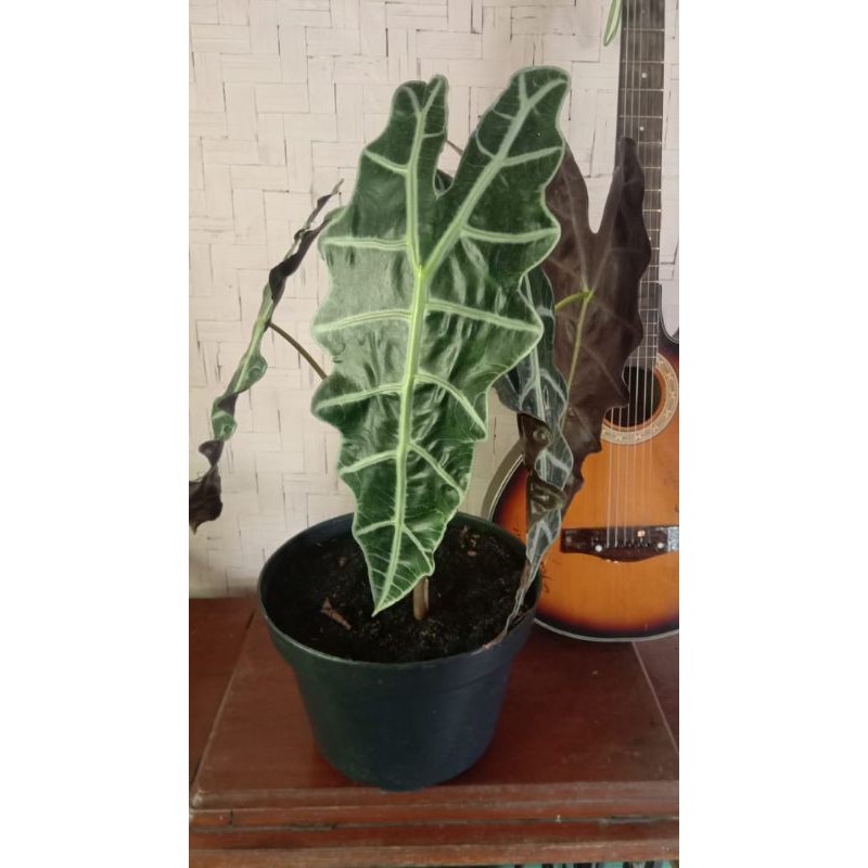 tanaman hias keladi Amazon / alocasia amazonica plus pot dan batu