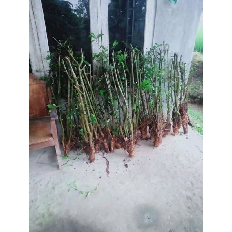 BONSAI SERUT GRUPING 1/kg 15k
