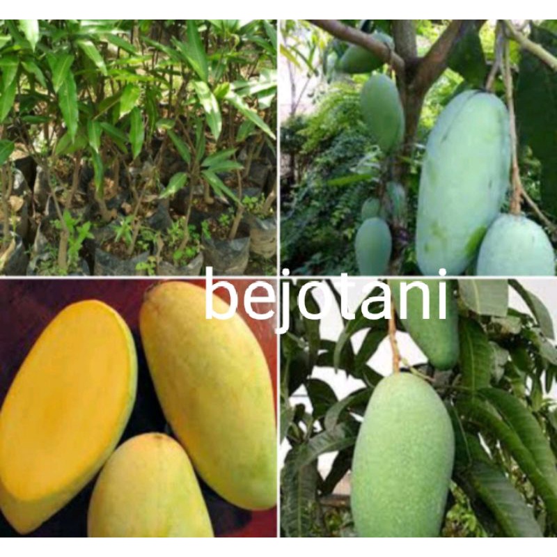 bibit mangga kiojay ukuran 1 meter