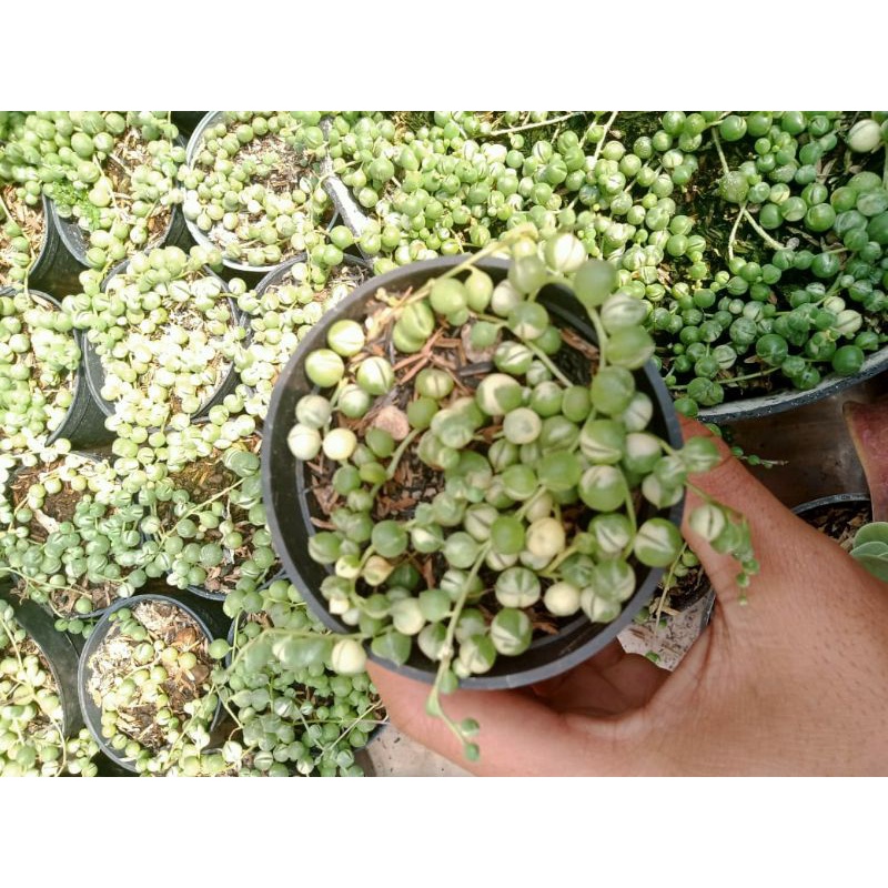 string of pearl varigata