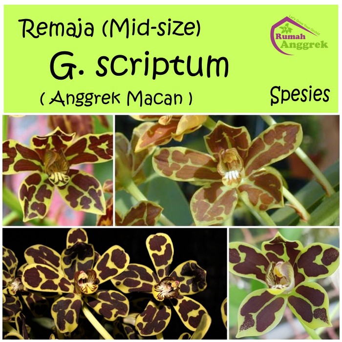 Remaja Grammatophyllum Scriptum spesies anggrek bibit macan gramma papua kalimantan sulawesi