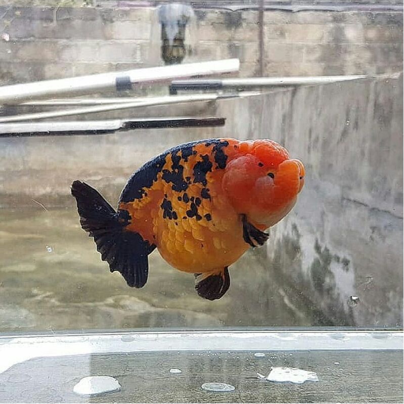 Ikan Mas Koki/Mas Koki Ranchu jumbo ukuran 10 - 12 cm( promo murah