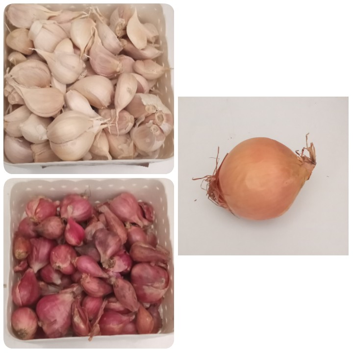

Bawang merah putih bombay