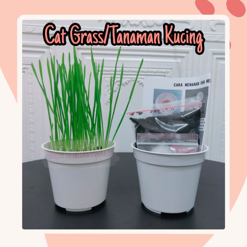 Cat Grass/Tanaman Kucing Paket Lengkap DIY