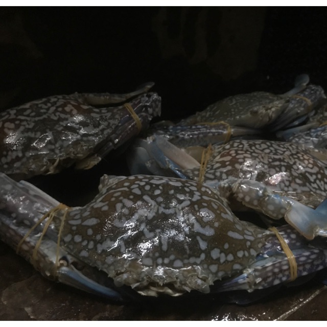 

Rajungan size besar 1kg isi 5-7