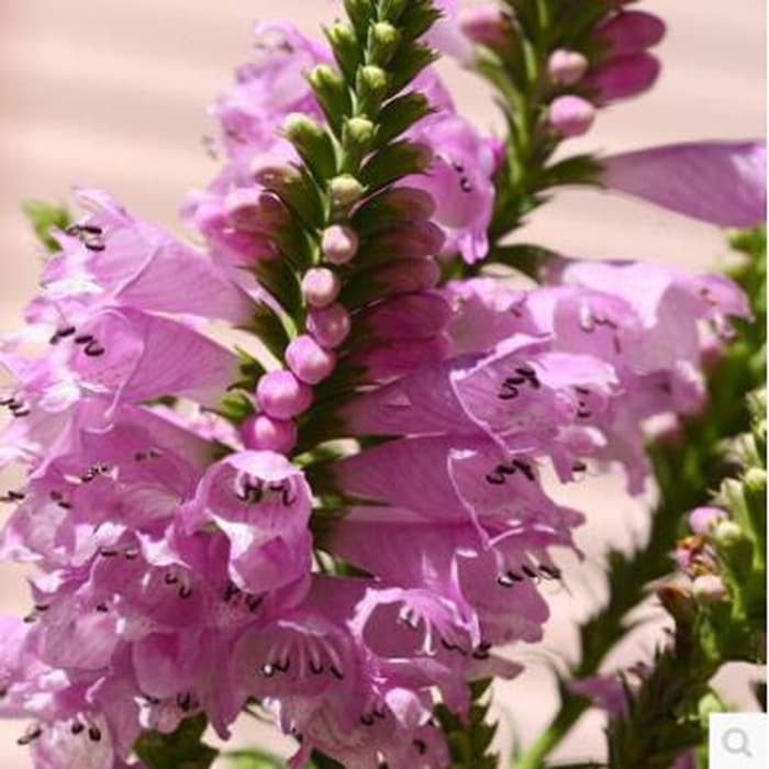 seed bibit  biji benih tanaman  herbal bunga wijen hitam 