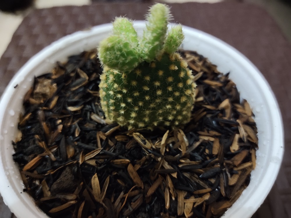 Sukulen Dan Kaktus Mini (echeveria ‘tippy’)