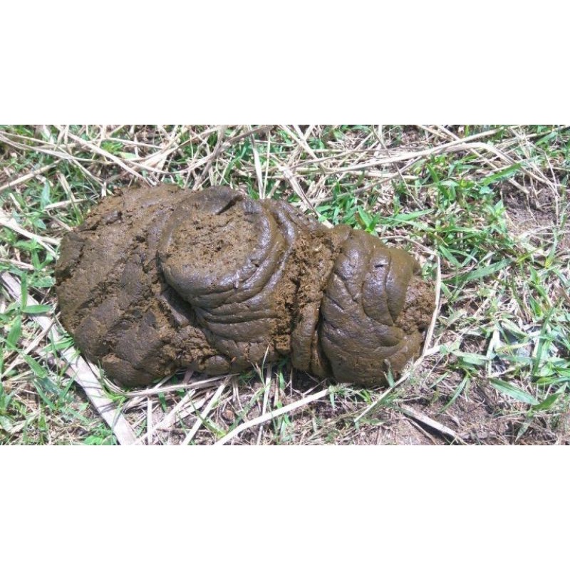 Pupuk Kotoran Sapi dan Kambing