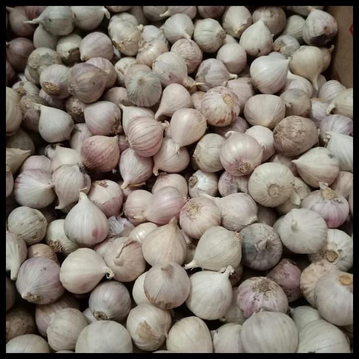 Kualitas Terbaik Bawang Putih Tunggal Lanang Import Super 500gram Shopee Indonesia