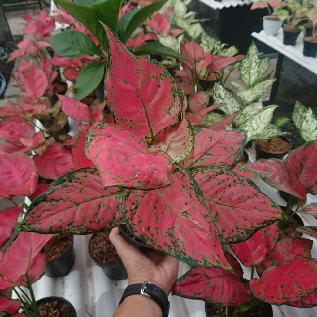 AGLAONEMA DUD ANJAMANI JUMBO THAILAND/TANAMAN HIAS ALONEMA DUD ANJAMANI IMPOR/AGLONEMA IMPORT