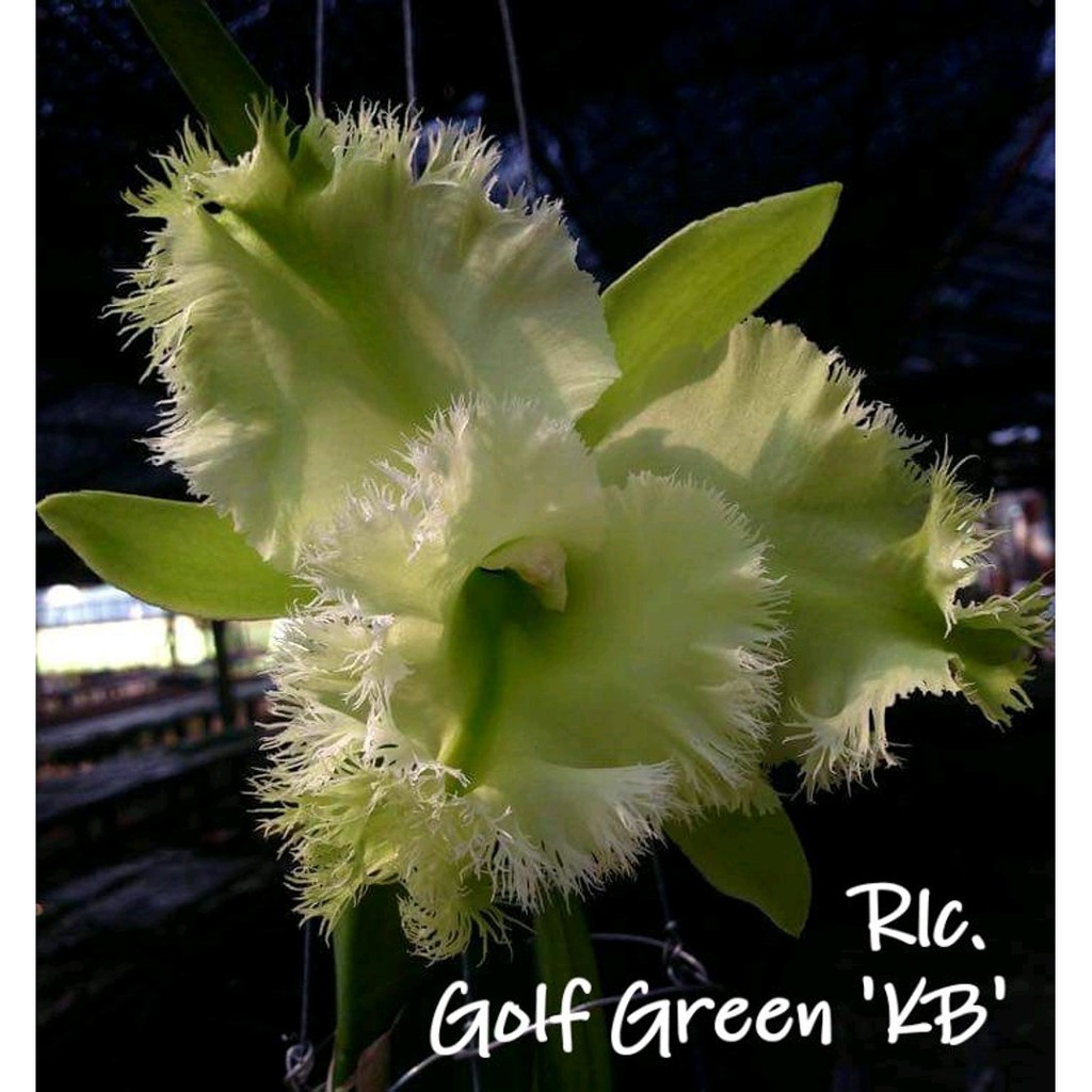 Cattleya Golf Green - Hair Pig