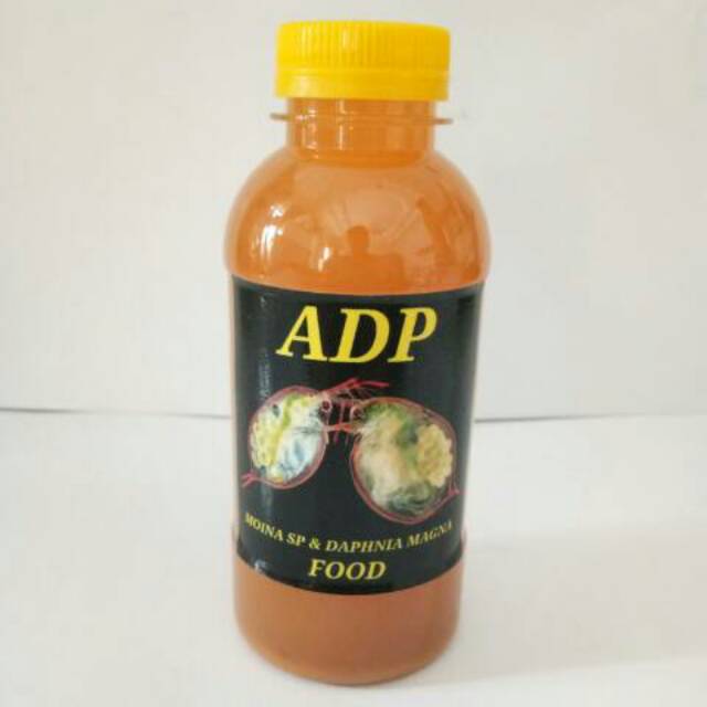 PAKAN KUTU AIR MOINA SP & DAPHNIA MAGNA SP KULTUR AIR BARU DAN BERSIH