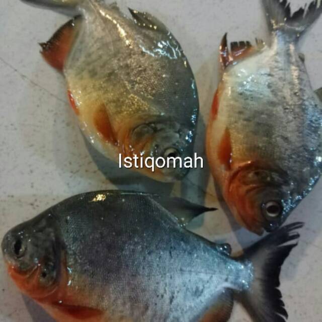 

IKAN BAWAL