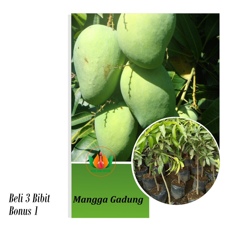 Bibit Tanaman Buah Mangga Gadung