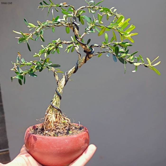 bonsai mame boxus - bonsai boxus