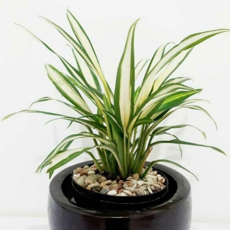 tanaman hias Peach lily hema varigata - Tanaman Hias Lily