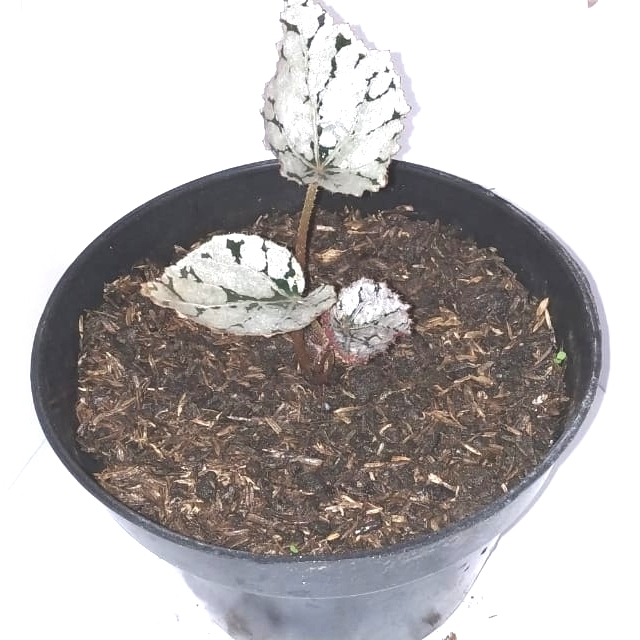 begonia silver dollar